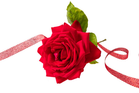 红玫瑰花, 绿色的叶子和茎和红色丝带在白色背景上