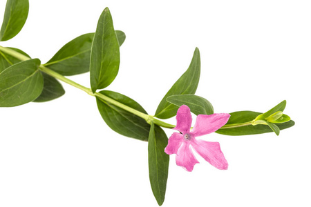 长春的粉红色花朵, Vinca, 在白色背景下被隔离