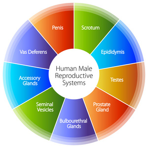 人类男性生殖系统结构图