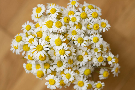 在淡褐色木地板上关闭菊花甘菊花