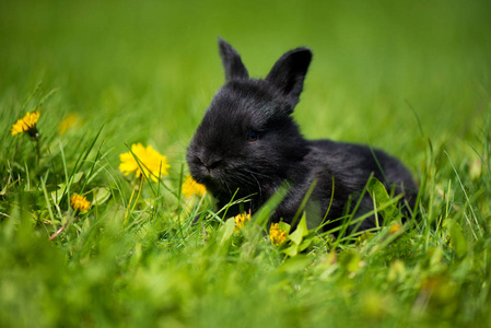 可爱的黑兔子与蒲公英花坐在草丛中。风景如画的栖息地, 生活在草地上