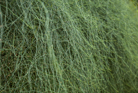 园林绿化植物特写, 自然壁纸