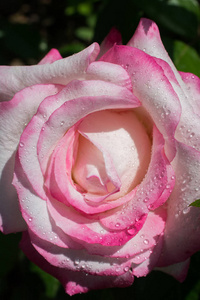 盛开的美丽五颜六色的玫瑰与水滴在花瓣上