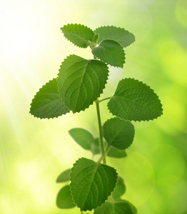 印度琉璃苣菜籽油 Plectranthus amboinicus 芳香草药在绿色自然背景下的研究