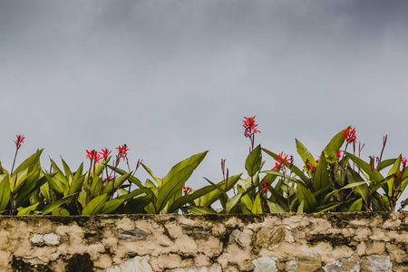 抽象自然的红色花朵背景春季和夏季从喜马拉雅山, 热带花卉背景, 特写花背景
