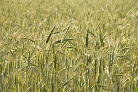 成熟领域的夏季黑麦
