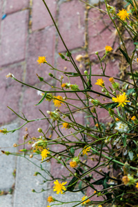 绿色植物上可爱的小黄花。背景是彩色路面石