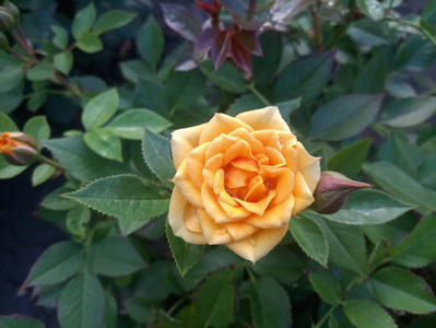 精致的黄色美丽的玫瑰