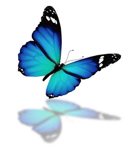 蓝色的蝴蝶，在白色背景上孤立