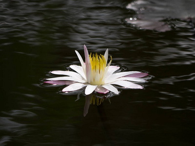 水百合花在黑暗的水上图片