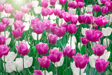 花花坛中的粉红色和白色郁金香