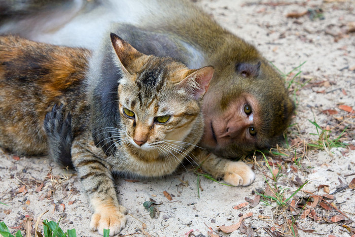 猴子和猫