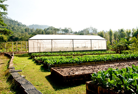 苗圃蔬菜上绿色的房子
