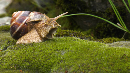 陆地蜗牛螟螺