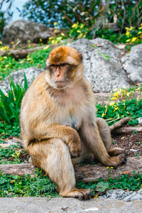 一只野生雌性猕猴的肖像。猕猴是英国海外领土上最著名的景点之一。