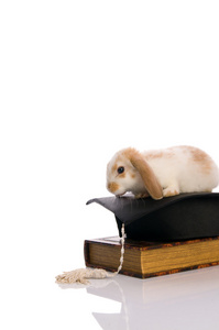 坐在一本书上的小绒毛兔