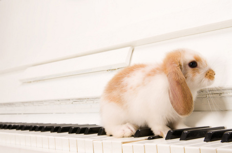 白兔子坐在钢琴键上
