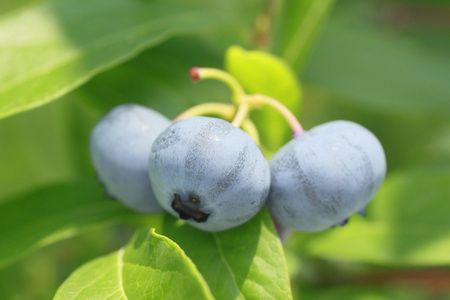 在夏天的蓝莓