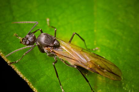 绿色的叶子上的昆虫蚂蚁图片