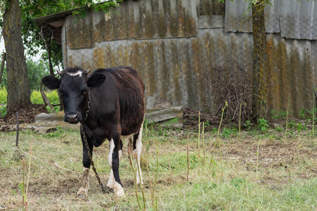链子上的黑牛犊在后院放牧图片