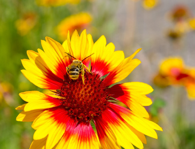 小蜜蜂上黄色的万寿菊花卉图片