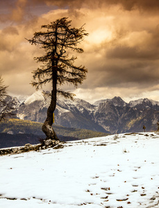 单树和朱利安阿尔卑斯山