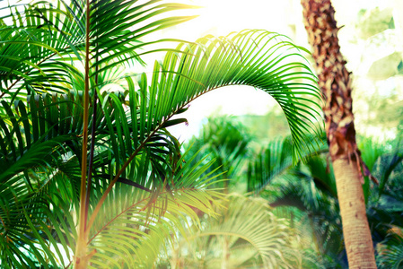 热带绿棕榈树背景。阳光照射效果和阳光散景。夏天, 假日和旅行概念以拷贝空间。棕榈叶和树枝