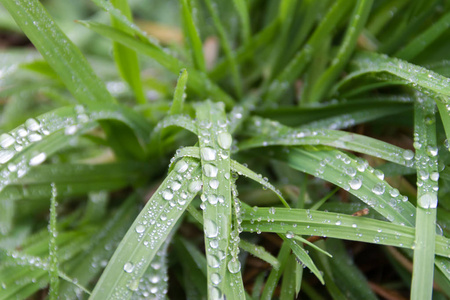 新鲜绿草上的雨滴