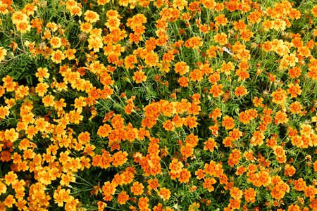 橙花金盏花山水夏日