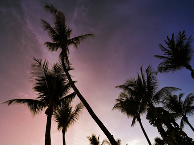 亚洲海滩椰子树的影子。椰子树剪影视图