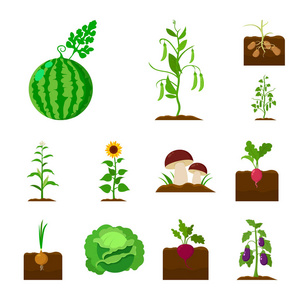 植物, 蔬菜卡通图标集为设计收藏。花园和收获向量符号股票网页插图