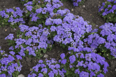 自然的花朵在街道上关上鲜花, 花园装饰