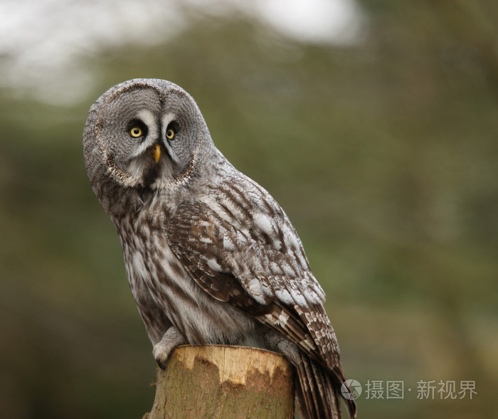 大灰猫头鹰