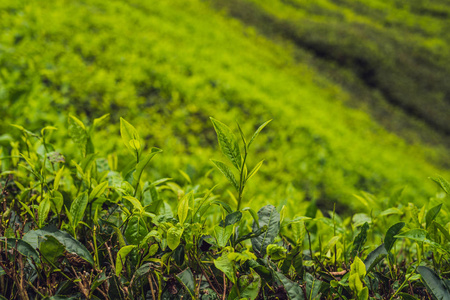 茶叶人工林的绿茶芽和鲜叶