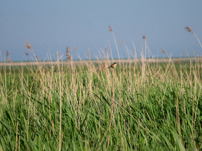 欧洲 stonechat 坐在芦苇上