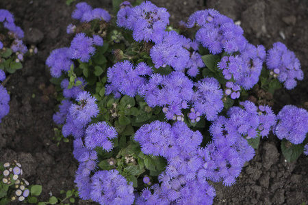 自然的花朵在街道上关上鲜花, 花园装饰