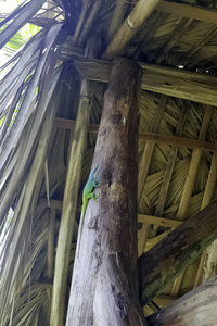 古巴男性蜥蜴艾利森的变色龙 Anolis allisoni, 也被称为蓝为首的变色龙巴拉德罗, 古巴