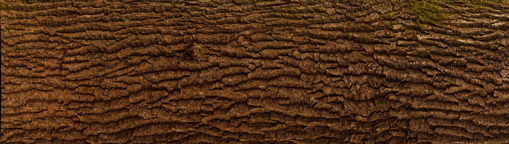 橡木树皮的浮雕纹理。橡木纹理全景照片