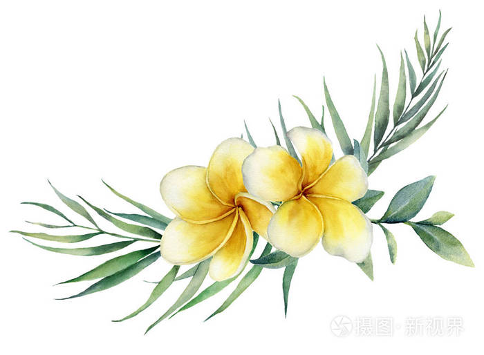 手绘鸡蛋花, 桉树