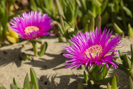 Carpobrotus 是一种地面爬行植物, 有肉质叶子, 原产于南非。又名霍屯督冰厂公路冰厂猪头酸无花果