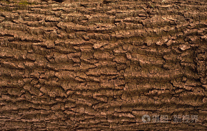 树树皮纹理的水平照片.一种古老橡木树皮的浮雕创意纹理