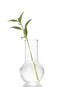 试管与一个透明的解决方案和植物离体上白色背景特写