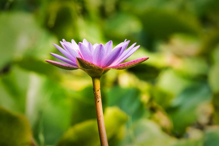紫色的睡莲花盛开在池塘里, 有黄色的花粉, 紫色的花瓣, 围绕着睡莲的叶子在阳光下。装饰