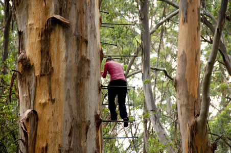 格洛斯特树攀登彭伯顿澳大利亚