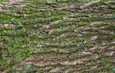 浮雕纹理的棕色树皮的树木与绿色苔藓。树树皮纹理的水平照片。一种古老橡木树皮的浮雕创意纹理