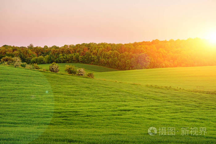 早晨风景以绿色领域, 拖拉机的踪影在太阳射线