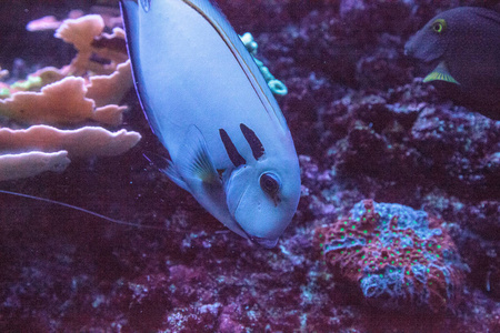 Doubleband 刺尾鱼 Acanthurus tennenti 沿珊瑚礁游