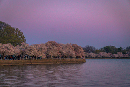 华盛顿特区樱花节潮汐盆