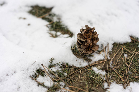 地上有雪的松树锥