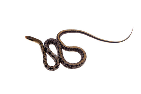 美鼠蛇, Orthriophis taeniurus, 白色